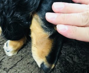 犬や猫のペットは亡くなったら（死んだら）いつまでに火葬しなければ 